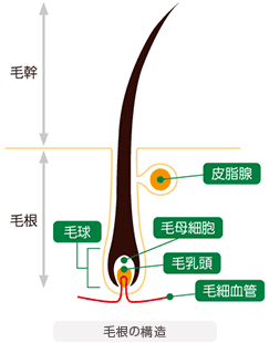 毛根の構造