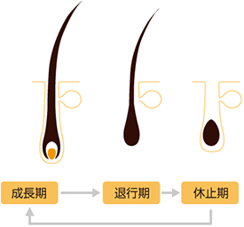 成長期・退行期・休止期